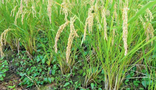 「不耕起栽培」とは？どのような方法でお米を作るのか？