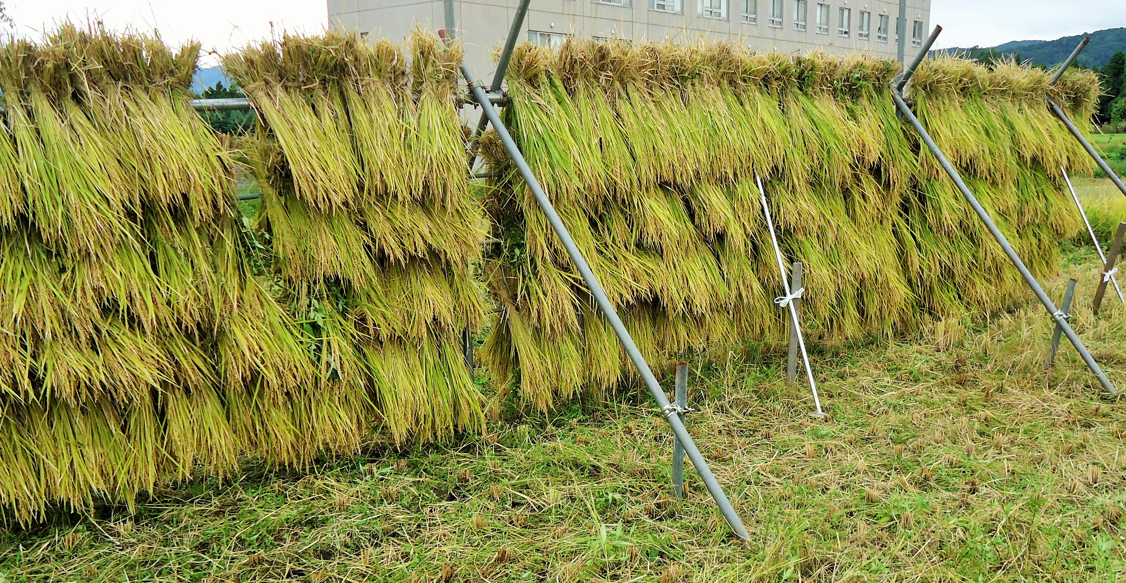 はさ掛け米 の稲刈り体験 現場レポート 持続可能な農業 養殖ビジネス