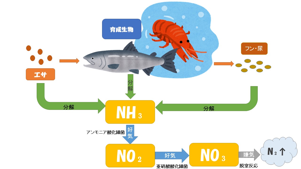 水質管理 窒素循環について アンモニア 亜硝酸 硝酸 持続